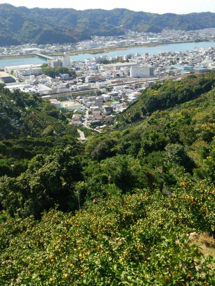 園地リポート　樹熟みかん