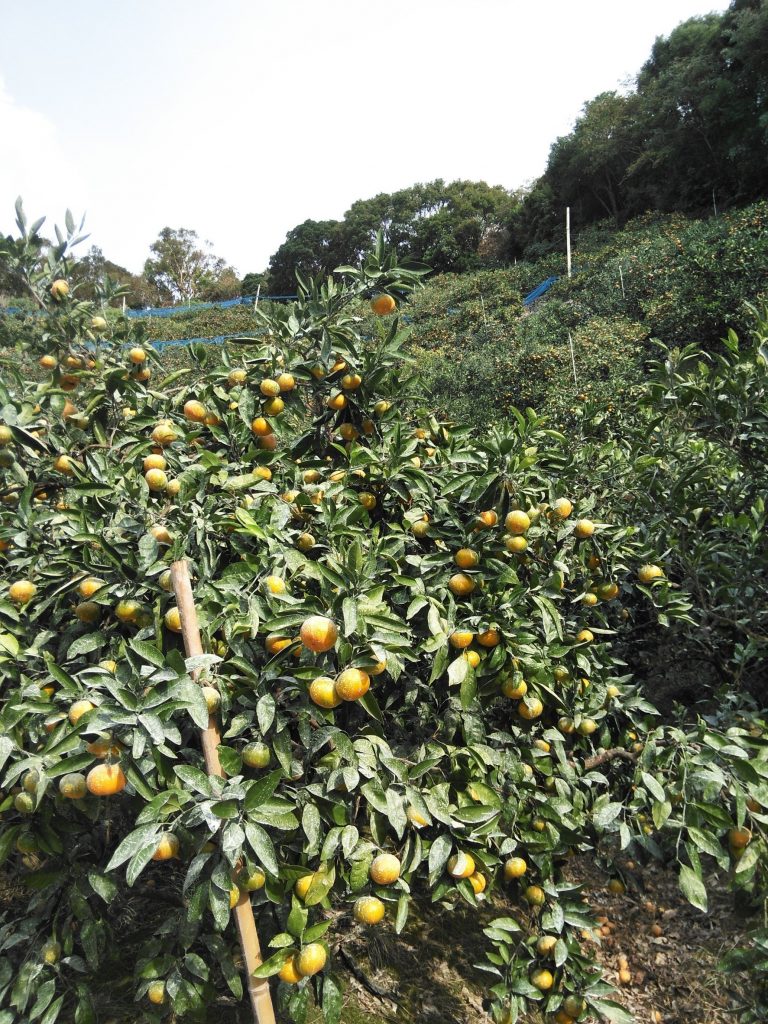 園地リポート　樹熟みかん