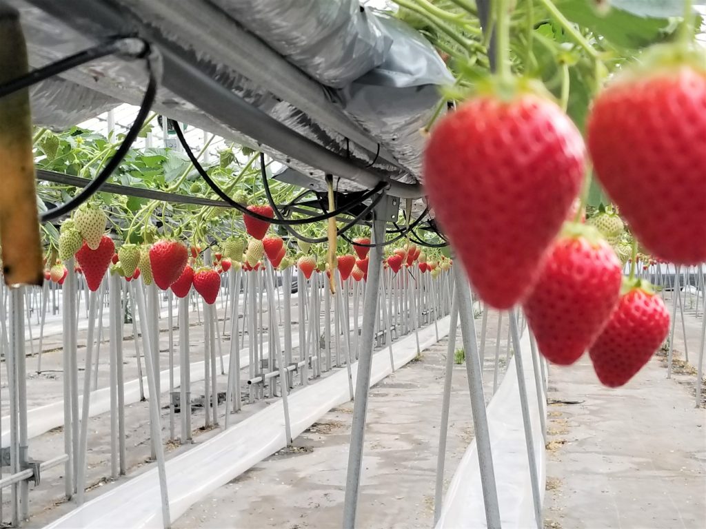 Queen Strawberry growing on vine