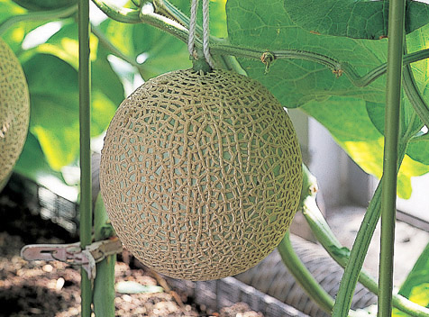 Melon growing on vine