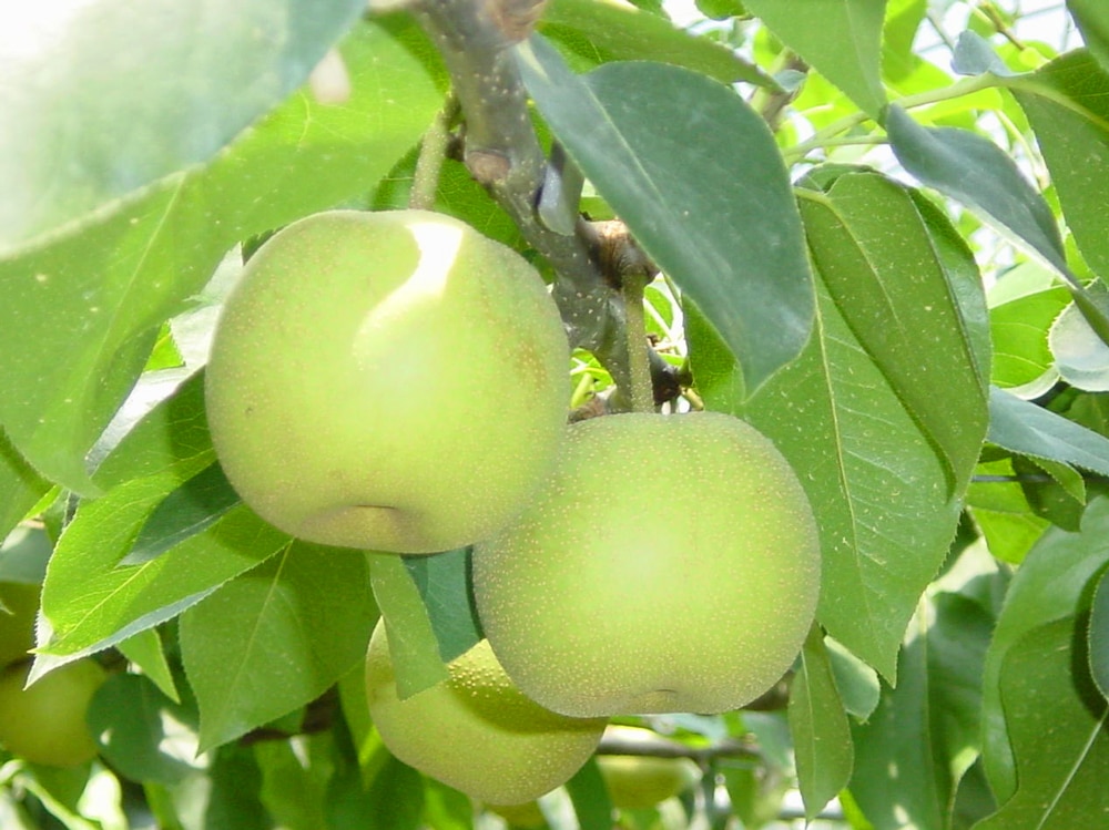 juice_kousuipear