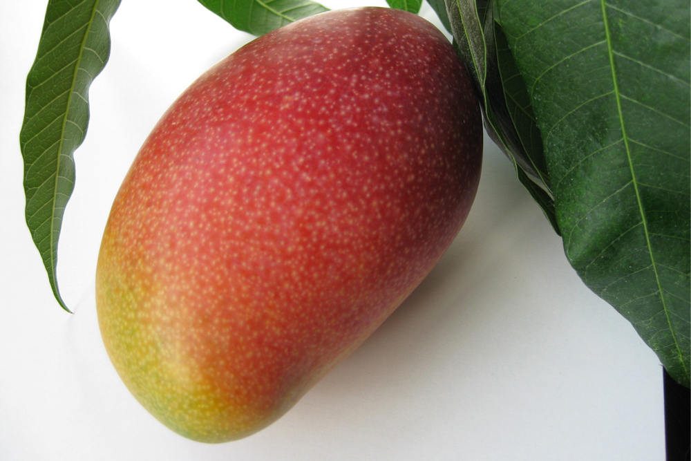kindai-mango