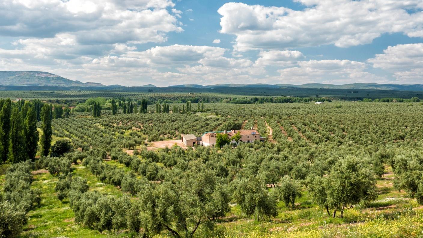 oliveoil_3