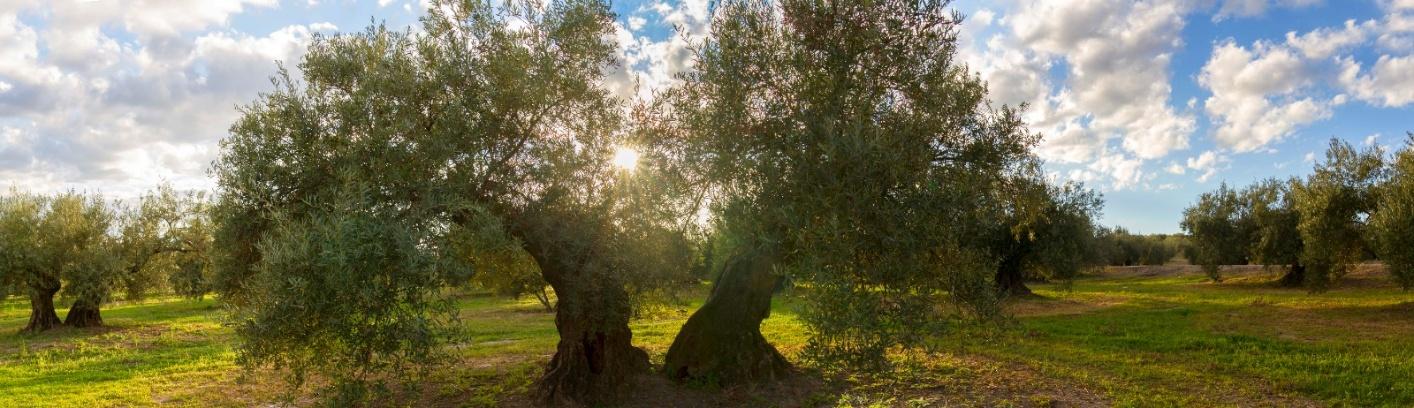 oliveoil_6